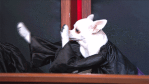 giphy-4