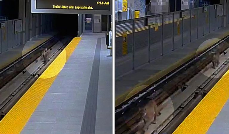 Viral: ¡Pillados! Cámaras de seguridad captan dos pumas en el metro de Vancouver [VIDEO]