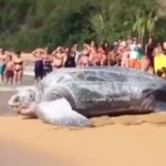 Tortuga gigante