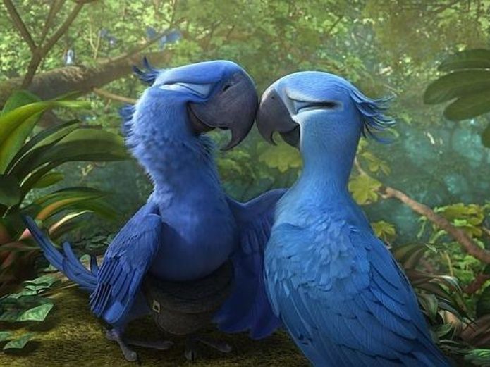 Guacamayo azul Rio
