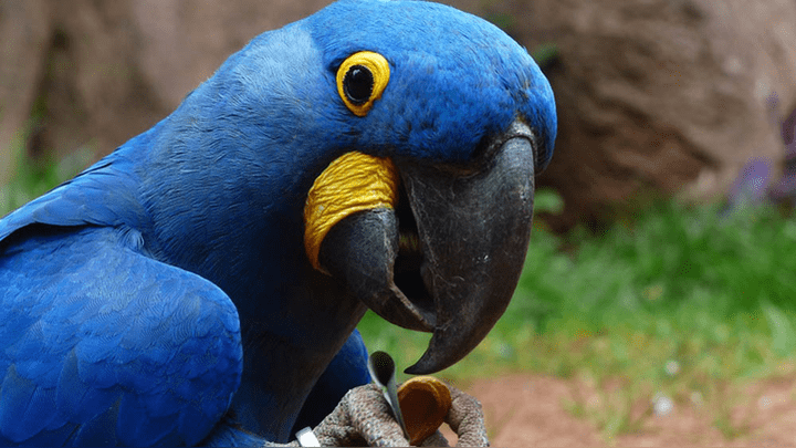 Guacamayo azul Rio