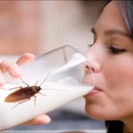 Leche de cucaracha