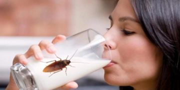 Leche de cucaracha