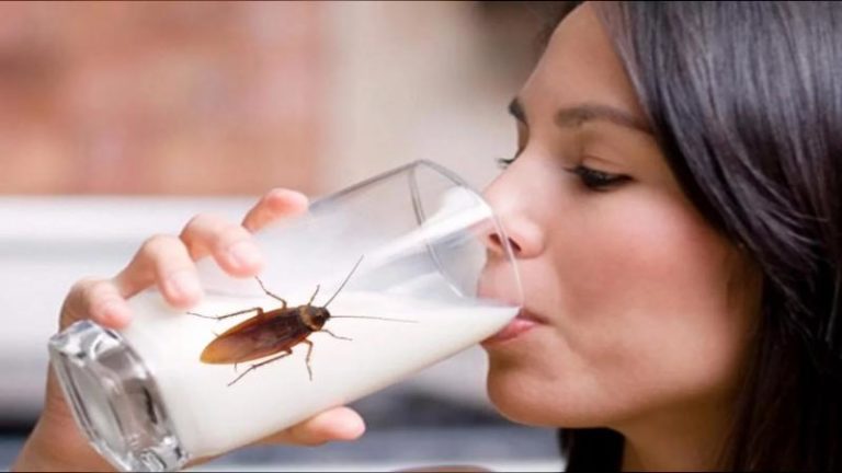 Leche de cucaracha