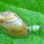 caracol zombi
