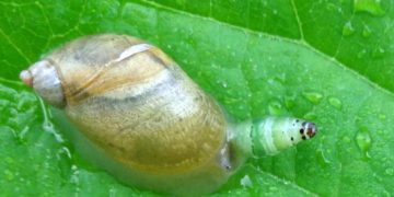 caracol zombi