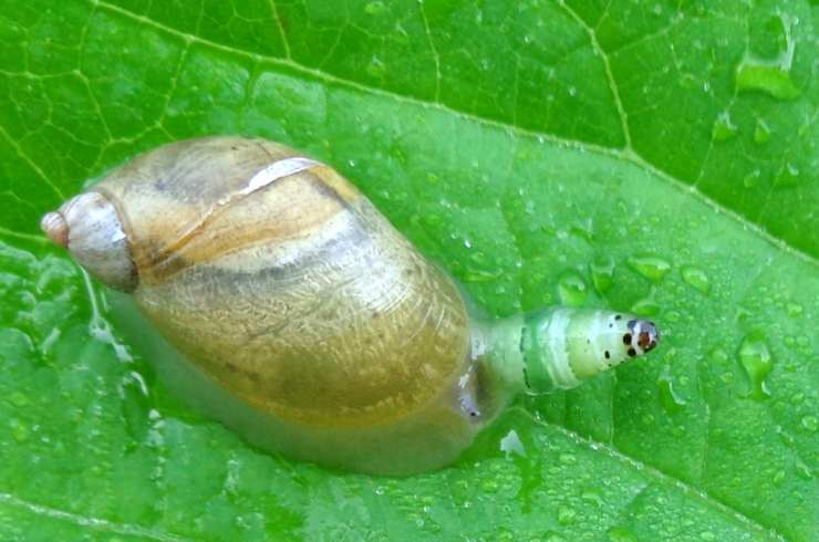 caracol zombi