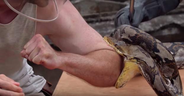 Presentador de History Channel se dejó morder por una pitón para sentir su dolor y documentarlo [VIDEO]
