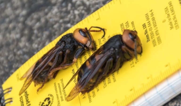 El avispón asesino tiene un punto débil y es este increíble insecto [VIDEO]