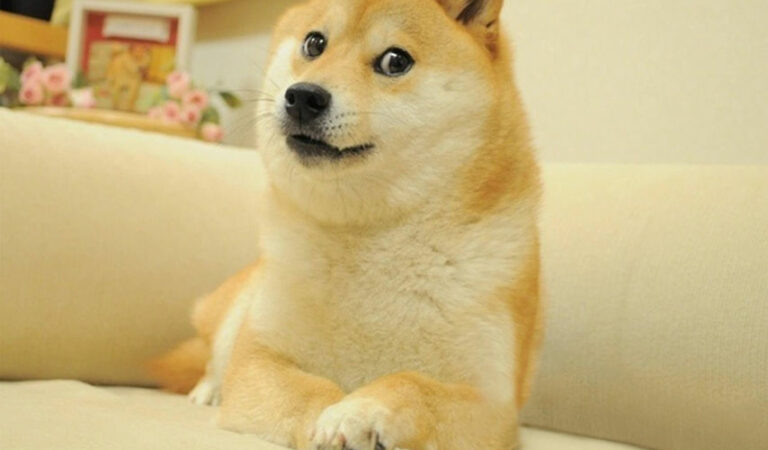 ¡Feliz cumple! Chems, el perro-meme más famoso del mundo cumplió 10 años