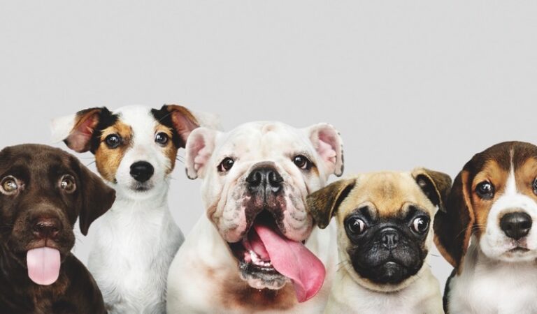 ¡Haz famoso a tu peludito! Dogourmet inicio su etapa de postulaciones para un nuevo calendario 