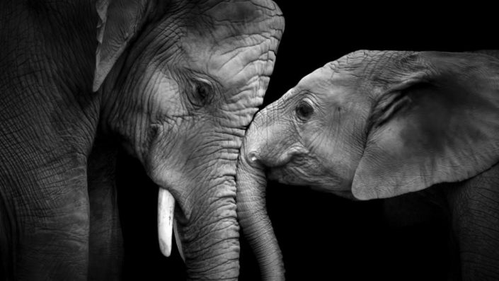 True Love