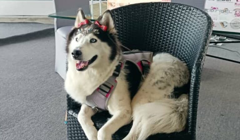 ¡Los amamos! En el Primer Can Fest Internacional, más de 100 caninos participarán