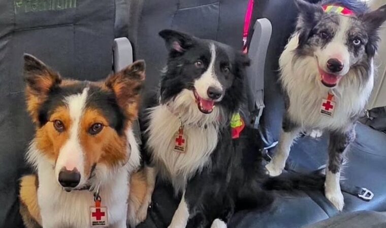 Tsunami, Bart y otros “perritos rescatistas” conmueven a Venezuela en medio de la emergencia