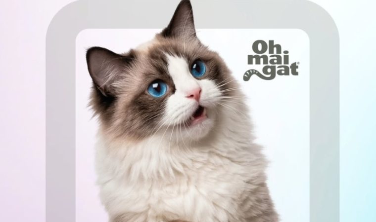 Oh Mai Gat lanza “Juguetones” y renueva su imagen para acompañar a los gatos en cada etapa